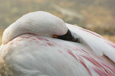 Aachener Zoo Aachener-Zoo-Flamingo-001